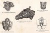 Анатомия лошади. Кровеносная система лошади. The Book of Field Sports and Library of Veterinary Knowledge. Лондон, 1864