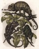 Индийские хамелеоны (Chameleon coromandelicus (лат.)) (из Naturgeschichte der Amphibien in ihren Sämmtlichen hauptformen. Вена. 1864 год)