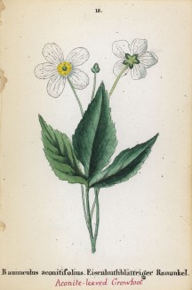 Лютик аконитилистный (Ranunculus aconitifolius (лат.)) (лист 18 известной работы Йозефа Карла Вебера "Растения Альп", изданной в Мюнхене в 1872 году)