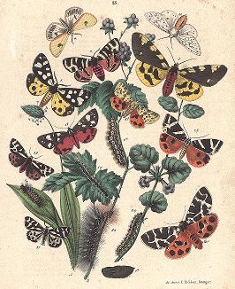 Бабочки-медведицы. "Книга бабочек" Фридриха Берге, Штутгарт, 1870. 