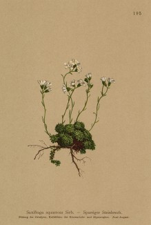 Камнеломка оттопыренная (Saxifraga squarrosa (лат.)) (из Atlas der Alpenflora. Дрезден. 1897 год. Том II. Лист 195)