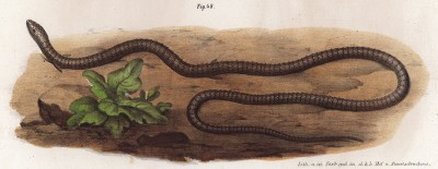 Безногая ящерица Chamacsairra anguinea (лат.) (из Naturgeschichte der Amphibien in ihren Sämmtlichen hauptformen. Вена. 1864 год)