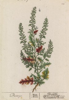 Кудрявец (душистая лебеда, чернобыльник) (Chenopodium Botrys (лат.)) (лист 314 "Гербария" Элизабет Блеквелл, изданного в Нюрнберге в 1757 году)