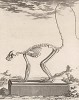 Скелет с хвостом (лист XVII иллюстраций к тринадцатому тому знаменитой "Естественной истории" графа де Бюффона, изданному в Париже в 1765 году)
