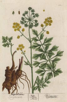 Иранский любисток, или зимний сельдерей (Levisticum (лат.)) (лист 275 "Гербария" Элизабет Блеквелл, изданного в Нюрнберге в 1757 году)