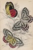 Бабочки 1,2. Pieris Epicharis и 3. P. Philyra (лат.) (лист 6 XXXVI тома "Библиотеки натуралиста" Вильяма Жардина, изданного в Эдинбурге в 1837 году)