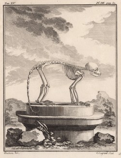 Cкелет обезьяны (лист VII иллюстраций к пятнадцатому тому знаменитой "Естественной истории" графа де Бюффона, изданному в Париже в 1767 году)