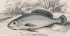 Горбыль гвинейский (Corvina grunniens (лат.)) (лист 2 тома XL "Библиотеки натуралиста" Вильяма Жардина, изданного в Эдинбурге в 1860 году)