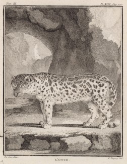 Ирбис, или снежный барс (лист XXIX иллюстраций к третьему тому знаменитой "Естественной истории" графа де Бюффона, изданному в Париже в 1750 году)