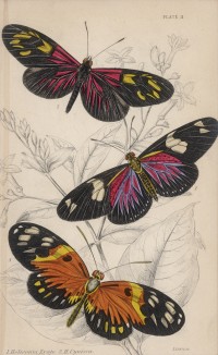 Бабочки геликонии: 1. Heliconia Erato 2. H. Cynisca 3. H. Sylvana (лат.) (лист 11 XXXVI тома "Библиотеки натуралиста" Вильяма Жардина, изданного в Эдинбурге в 1837 году)