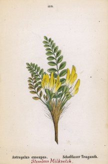 Астрагал бесстебельный (Astragalus exscapus (лат.)) (лист 129 известной работы Йозефа Карла Вебера "Растения Альп", изданной в Мюнхене в 1872 году)