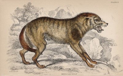 Мексиканский волк (Lupus Mexicanus (лат.)) по Смиту (лист 4 тома IV "Библиотеки натуралиста" Вильяма Жардина, изданного в Эдинбурге в 1839 году)