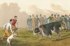 Популярное британское развлечение - травля собаками привязанного быка, часть 1. The National Sports of Great Britain by Henry Alken. Лондон, 1903