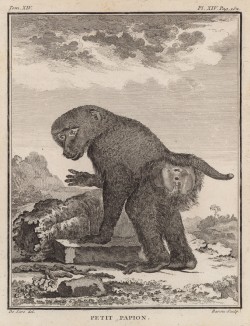 Небольшой павиан (лист XIV иллюстраций к четырнадцатому тому знаменитой "Естественной истории" графа де Бюффона, изданному в Париже в 1766 году)