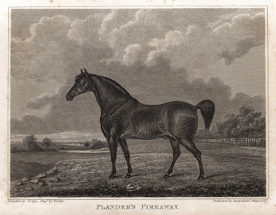 Легкоупряжная верховая лошадь Фландрский Выстрел. Английская гравюра, изданная в 1827 г.