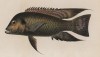 Тиляпия гвинейская (Haligensis guineensis (2) (лат.) (лист VII великолепной работы Memoire sur les poissons de la côte de Guinée, изданной в Голландии в 1863 году)