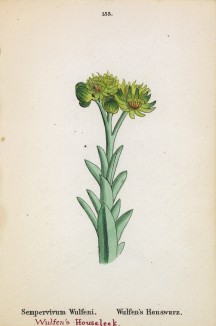 Молодило Вульфена (Sempervivum Wulfeni (лат.)) (лист 155 известной работы Йозефа Карла Вебера "Растения Альп", изданной в Мюнхене в 1872 году)