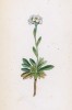 Арабис прямой (Arabis stricta (лат.)) (лист 45 известной работы Йозефа Карла Вебера "Растения Альп", изданной в Мюнхене в 1872 году)