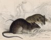 Коричневые крысы (Mus decumanus (лат.)) в амбаре (лист 24 тома VII "Библиотеки натуралиста" Вильяма Жардина, изданного в Эдинбурге в 1838 году)