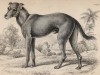 Дикая собака Canis Haitensis (лат.), обитающая в Санто-Доминго (лист 1 тома V "Библиотеки натуралиста" Вильяма Жардина, изданного в Эдинбурге в 1840 году)