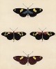 Бабочки Суринама, изображённые Франсуа Мартине в Table des Planches Enluminées d'Histoire Naturelle de M. D'Aubenton (фр.). Утрехт. 1783 год (лист 72)