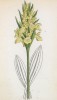 Ятрышник бузинный (Orchis sambucin (лат.)) (лист 374 известной работы Йозефа Карла Вебера "Растения Альп", изданной в Мюнхене в 1872 году)