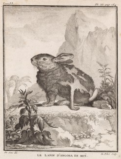 Ангорский кролик в период линьки (лист XL иллюстраций ко второму тому знаменитой "Естественной истории" графа де Бюффона, изданному в Париже в 1749 году)