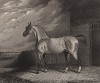 Конь Норфолкский Феномен. Английская гравюра, изданная в 1834 г.