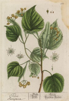 Липа (Tilia Europea) -- священное дерево у древних славян, которое отождествлялось с богиней любви и красоты — Ладой (лист 469 "Гербария" Элизабет Блеквелл, изданного в Нюрнберге в 1760 году)