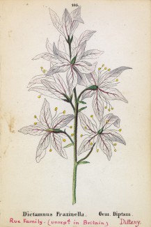 Диктамнус (ясенец) белый (Dictamnus Fraxinella (лат.)) (лист 105 известной работы Йозефа Карла Вебера "Растения Альп", изданной в Мюнхене в 1872 году)