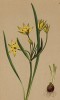 Лук гусиный Лиоттарди, также называемый звезда Вифлеема (из Atlas der Alpenflora. Дрезден. 1897 год. Том I. Лист 54)