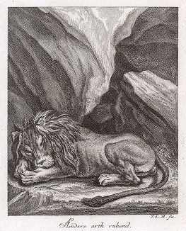 Спящий лев. Гравюра Иоганна Элиаса Ридингера из Entwurff Einiger Thiere ..., Аугсбург, 1738. 