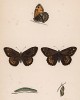 Бабочка семела, или сатир боровой (лат. Papilio Semele), её гусеница и куколка. History of British Butterflies Френсиса Морриса. Лондон, 1870, л.17
