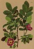 Шиповник альпийский (Rosa alpina (лат.)) (из Atlas der Alpenflora. Дрезден. 1897 год. Том III. Лист 234)