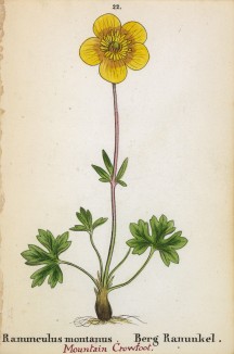 Лютик горный (Ranunculus montanus (лат.)) (лист 22 известной работы Йозефа Карла Вебера "Растения Альп", изданной в Мюнхене в 1872 году)