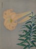 Лилия садовая белая. Французская ксилография 1900-х гг.