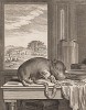 Новорождённый гиппопотам (лист V иллюстраций к пятому тому знаменитой "Естественной истории" графа де Бюффона, изданному в Париже в 1755 году)