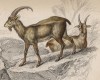 Безоаровый козёл (Capra aegagrus (лат.)) с козою (лист 5 тома X "Библиотеки натуралиста" Вильяма Жардина, изданного в Эдинбурге в 1843 году)