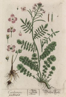 Сердечник (Cardamine (лат.)) — род травянистых растений из семейства капустные (лист 223 "Гербария" Элизабет Блеквелл, изданного в Нюрнберге в 1757 году)
