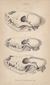Черепа гиены (1), лисицы (2) и ньюфаундленда (лист 31 тома IV "Библиотеки натуралиста" Вильяма Жардина, изданного в Эдинбурге в 1839 году)