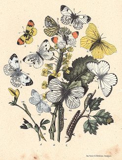 Бабочки семейства белянок: капустница, боярышница, зорька и др. "Книга бабочек" Фридриха Берге, Штутгарт, 1870. 