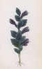Бартсия альпийская (Bartsia alpina (лат.)) (лист 327 известной работы Йозефа Карла Вебера "Растения Альп", изданной в Мюнхене в 1872 году)