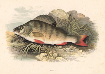 Окунь (иллюстрация к "Пресноводным рыбам Британии" -- одной из красивейших работ 70-х гг. XIX века, выполненных в технике хромолитографии)