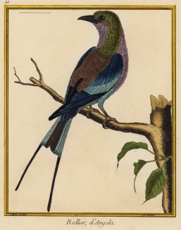 Зелёная ворона из Анголы (из Table des Planches Enluminées d'Histoire Naturelle de M. D'Aubenton (фр.). Утрехт. 1783 год (лист 88))