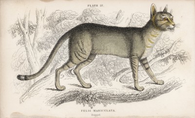 Буланая кошка (Felis Maniculata (лат.)) (лист 27 тома III "Библиотеки натуралиста" Вильяма Жардина, изданного в Эдинбурге в 1834 году)