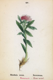 Родиола розовая, или золотой корень (Rhodiola rosea (лат.)) (лист 153 известной работы Йозефа Карла Вебера "Растения Альп", изданной в Мюнхене в 1872 году)