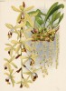Орхидея COELOGYNE MASSANGEANA (лат.) (лист DXLVIII Lindenia Iconographie des Orchidées - обширнейшей в истории иконографии орхидей. Брюссель, 1897)