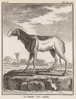 Овца индийская (лист LII иллюстраций к четвёртому тому знаменитой "Естественной истории" графа де Бюффона, изданному в Париже в 1753 году)