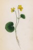 Фиалка двухцветковая (Viola biflora (лат.)) (лист 75 известной работы Йозефа Карла Вебера "Растения Альп", изданной в Мюнхене в 1872 году)