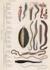 Классификация кольчатых червей или аннелидов (иллюстрация к работе Ахилла Конта Musée d'histoire naturelle, изданной в Париже в 1854 году)